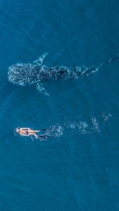 The largest fish in the ocean, the whale shark (Rhincodon typus), in the Ningaloo Marine Park.