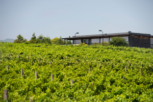 Pimpernel-Vineyard_WOV10_4