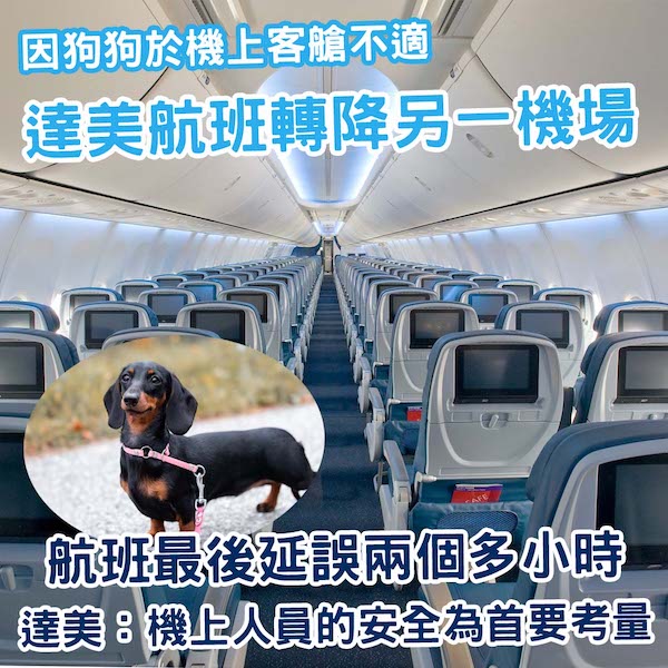 狗狗於機上突然出現嚴重不適 達美航班為牠改道
