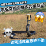 德國遊客埃及睇蛇表演出事 毒蛇鑽入褲內咬傷後身亡