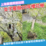 上海賞櫻變破壞？女子攀爬櫻花樹拍照致倒塌 20年老樹或難存活