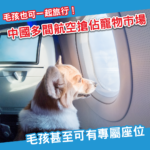 寵物也能坐飛機座位？中國多間航空推「毛孩進客艙」服務