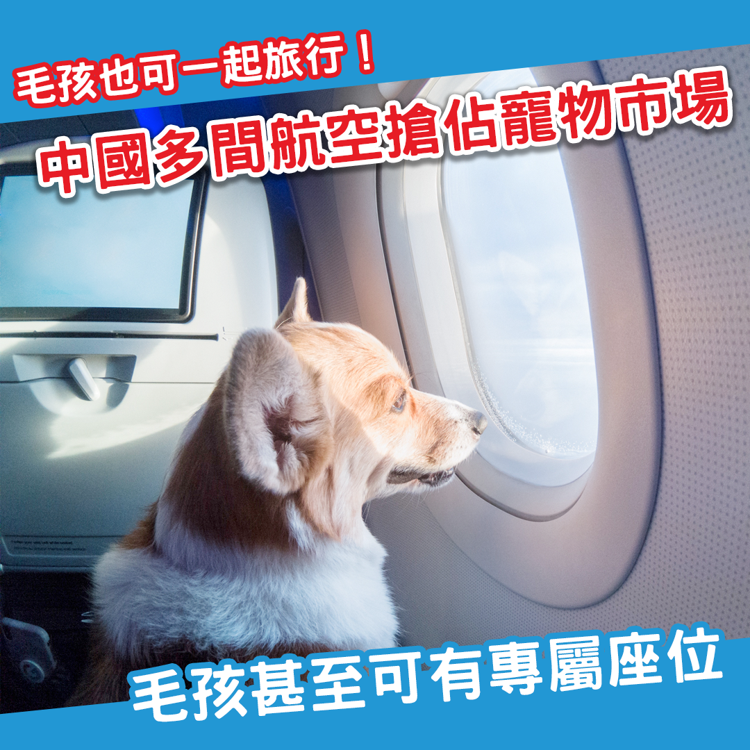 寵物也能坐飛機座位？中國多間航空推「毛孩進客艙」服務