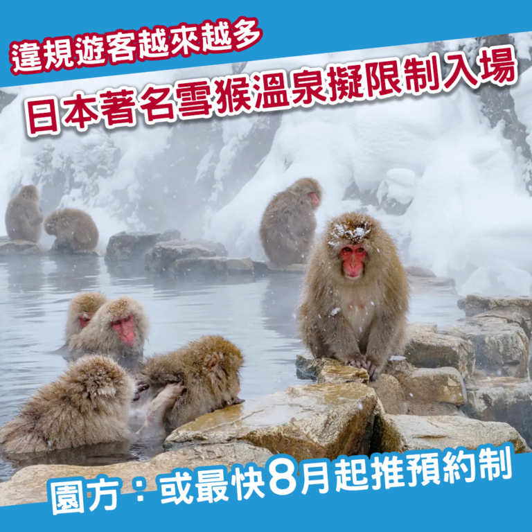 Nagano onsen monkey